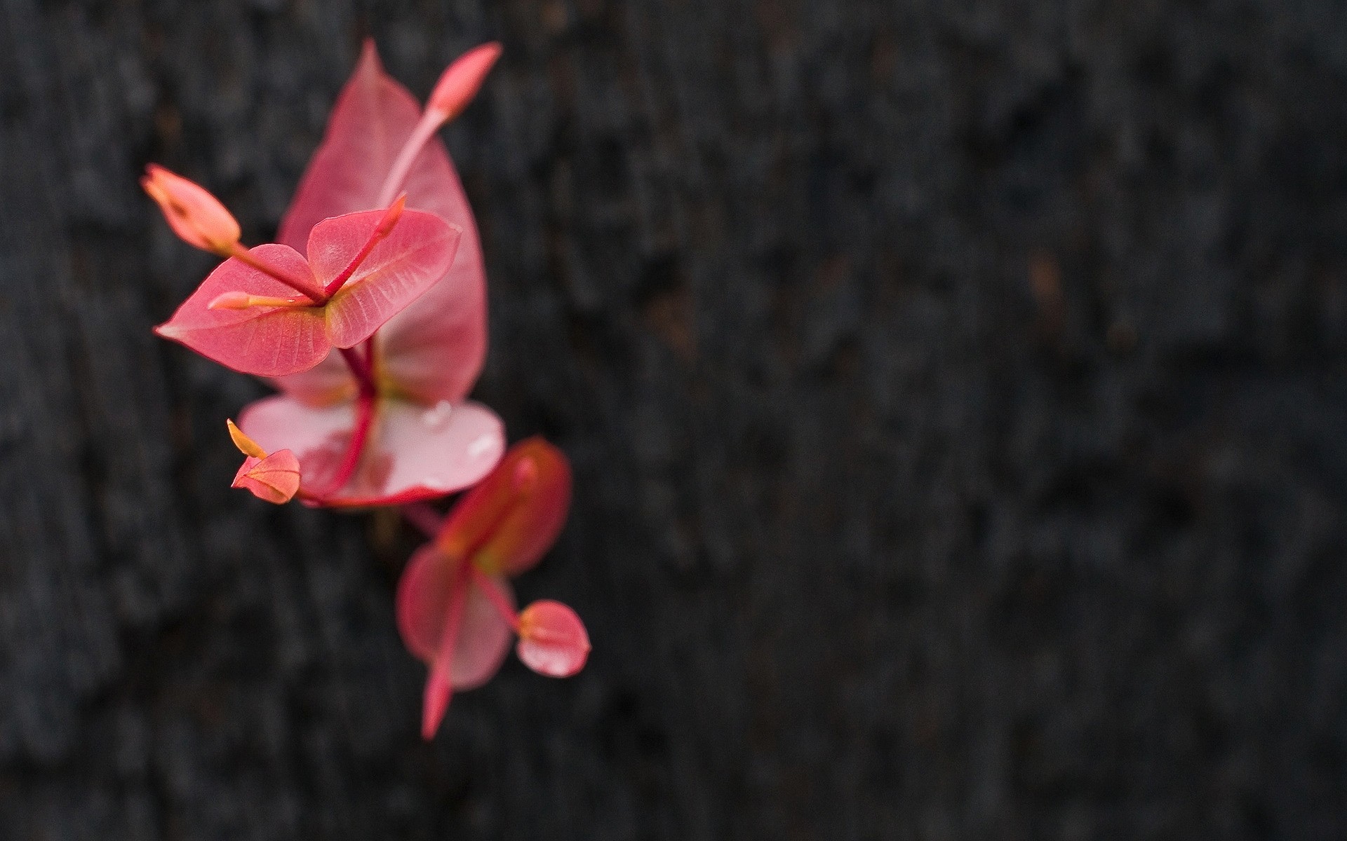 पौधों फूल प्रकृति वनस्पति पत्ती रंग डेस्कटॉप उज्ज्वल सजावट उद्यान सुंदर पत्ते गुलाबी