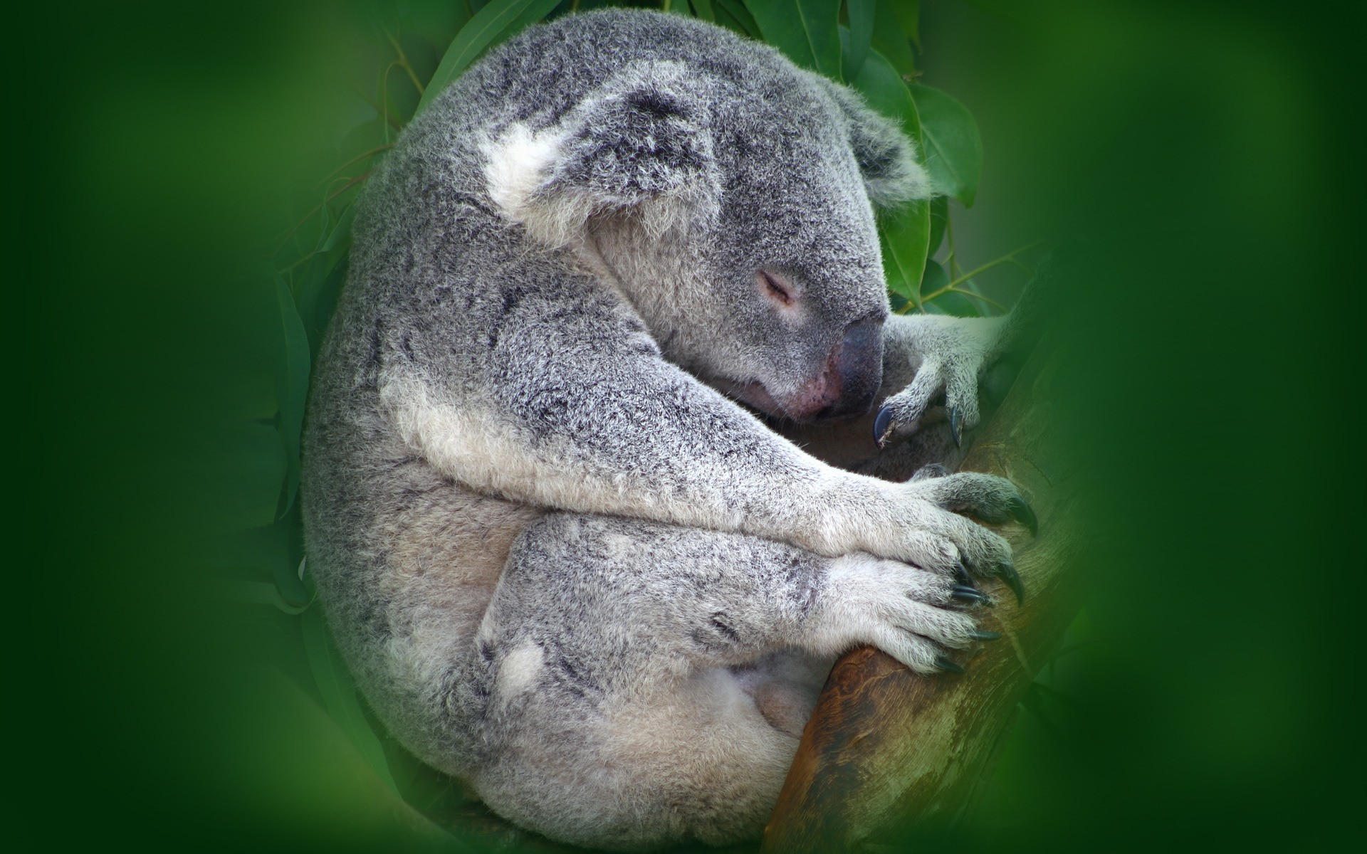 animales marsupiales vida silvestre zoológico naturaleza mamífero primado salvaje animal selva tropical lindo koala