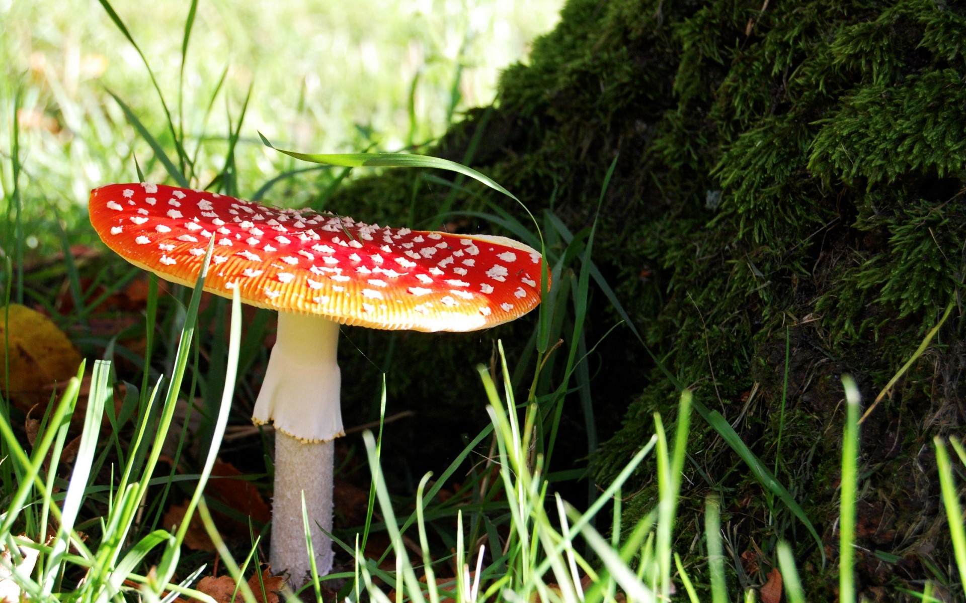 rośliny grzyb grzyb trawa natura muchomory jesień jedzenie dziki wzrost na zewnątrz flora lato drewno sezon jadalne trucizna liść toksyczny