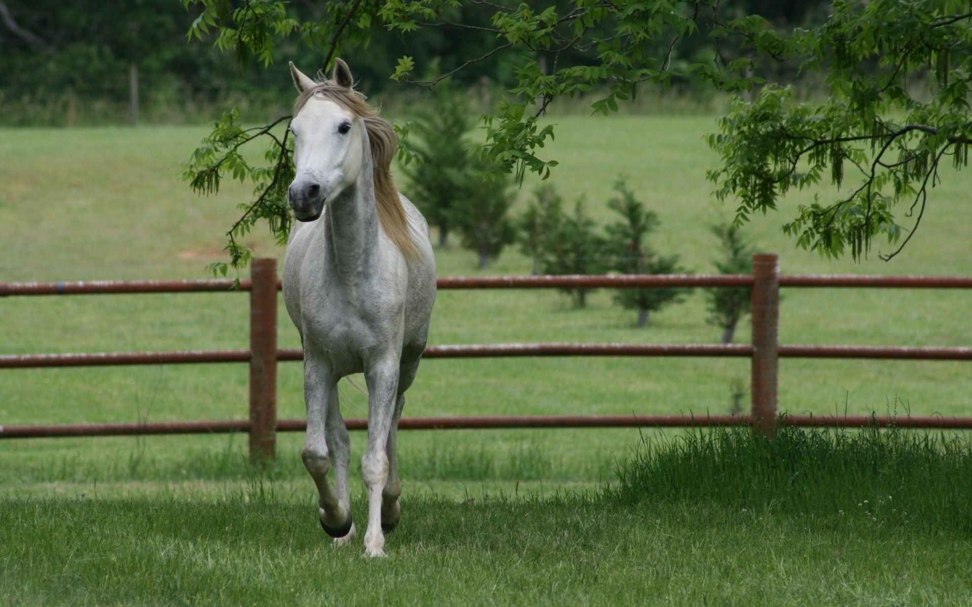 horses horse mare mammal cavalry grass stallion equine farm equestrian pony fence paddock field animal hayfield mane rural pasture foal