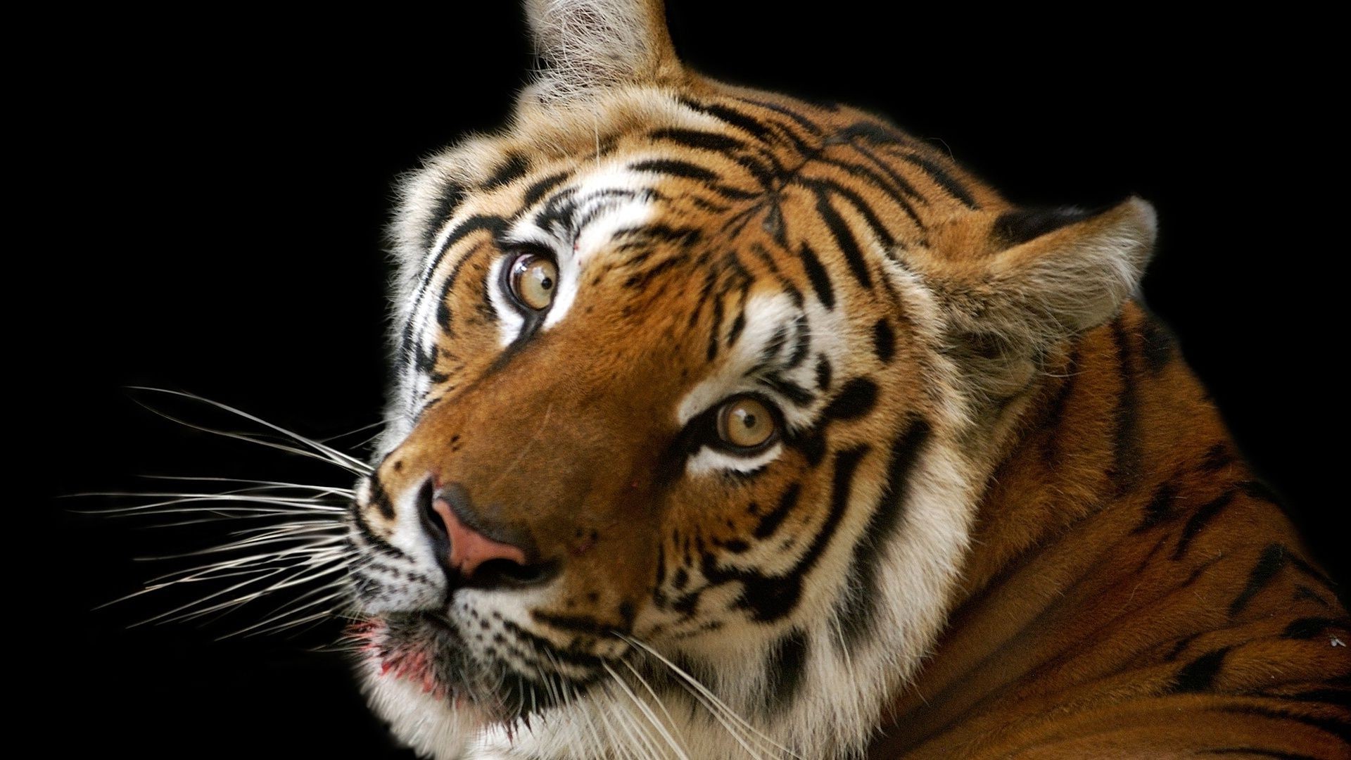 tigers tiger cat wildlife mammal predator stripe siberian hunter staring animal zoo aggression carnivore jungle angry tigress tigris fur danger portrait