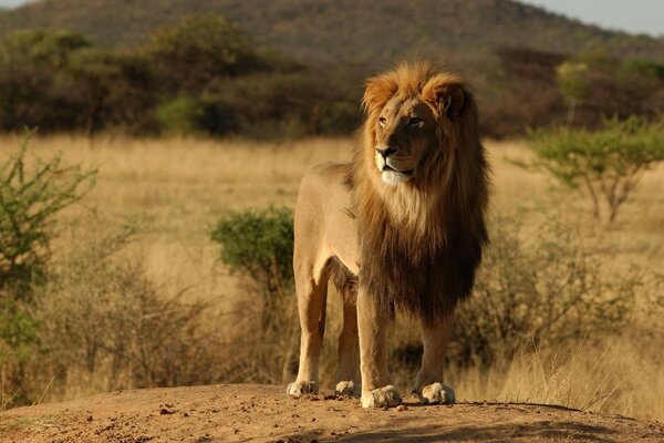 Leone solitario in natura