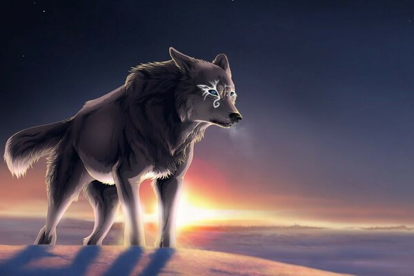 Gran lobo gris al atardecer