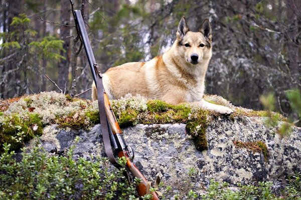 A big dog with a gun