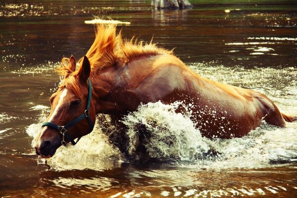 Cheval galopant sur l eau