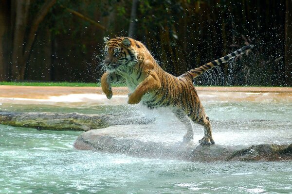 Wildtiere mit einem Tiger, der über das Wasser springt