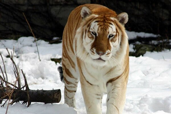 Tiger in the snow in the wild