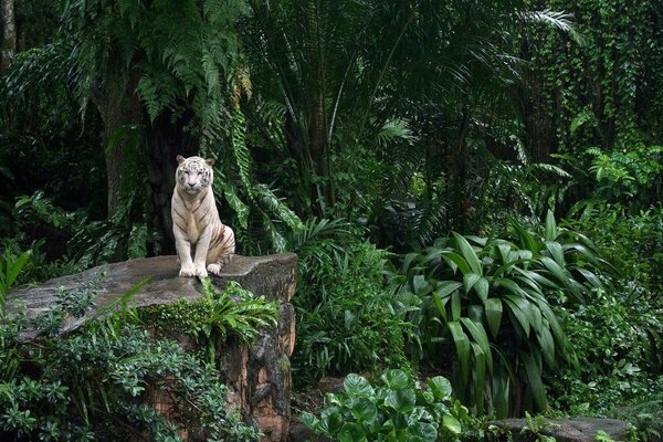 Hermoso tigre blanco entre los árboles verdes