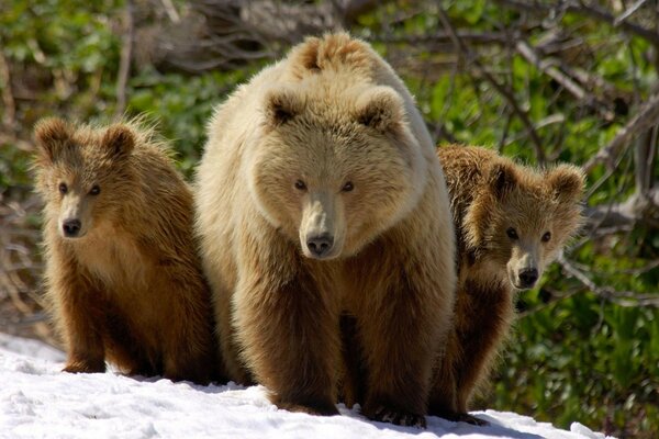 Familia de osos después de hibernar en la nieve