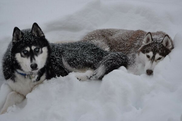 Zwei Hunde liegen im Schnee