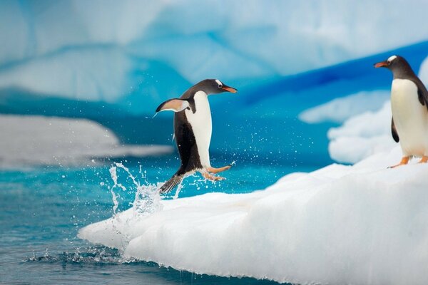 Bom dia aos pinguins