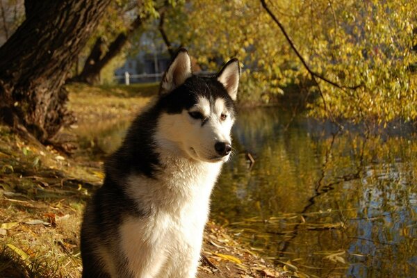 Um cão no Parque do lago no outono