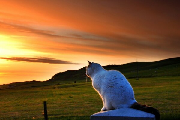 Gato branco olhando para longe para o pôr do sol