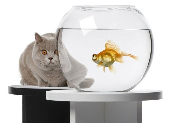 Cat watching fish in the aquarium