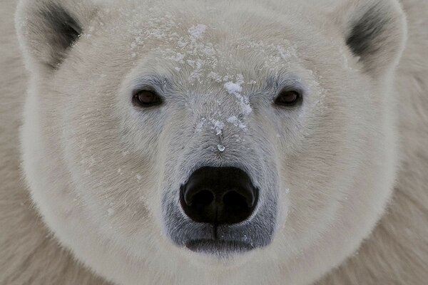 Polar bear in the cold