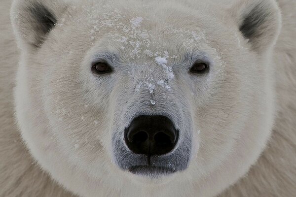 北极熊在寒冷