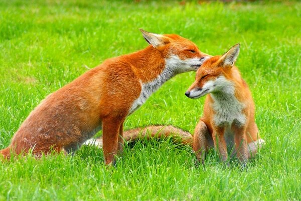 Duas raposas na grama verde