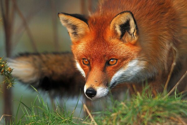 Lika feeding wildlife animal fox