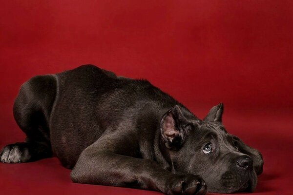 A big black dog poses on the red platform