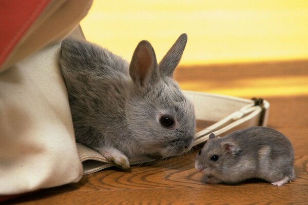 The meeting of a rabbit and a hamster. Acquaintance