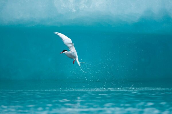 Bird over blue water