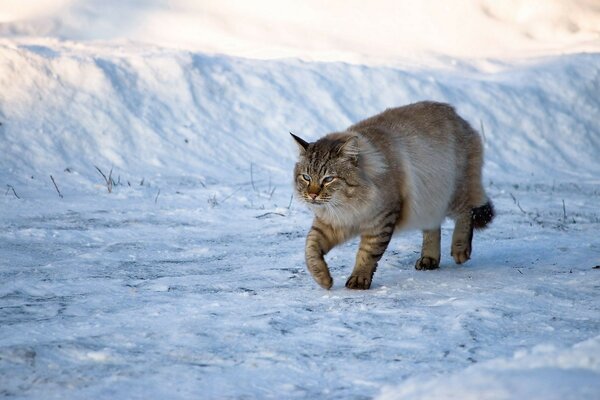 A fluffy cat walks in the snow