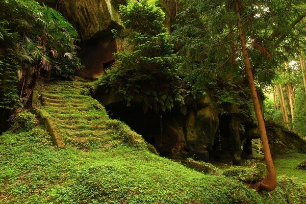 Naturaleza de cuento de hadas en el bosque verde