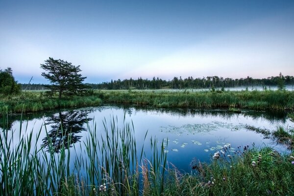 Lac forestier tôt le matin