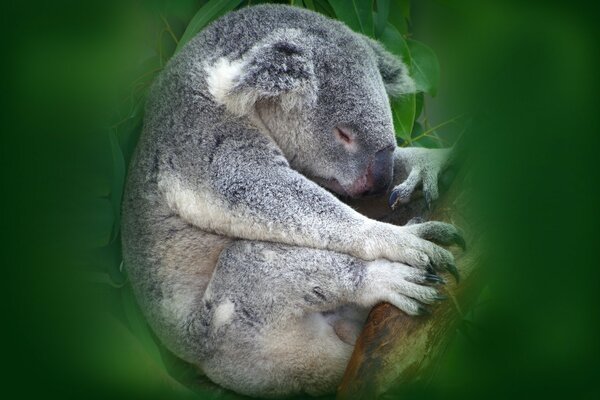 Animal marsupial Koala durmiendo en un árbol