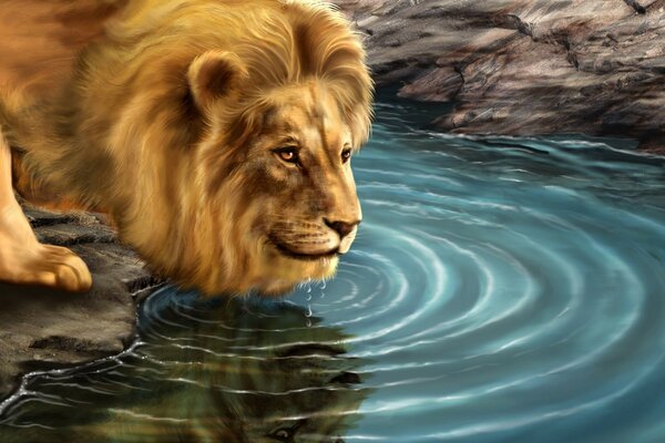 Beau Lion boit de l eau