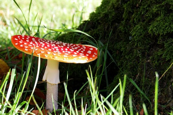 Grzyb Amanita w pobliżu drzewa