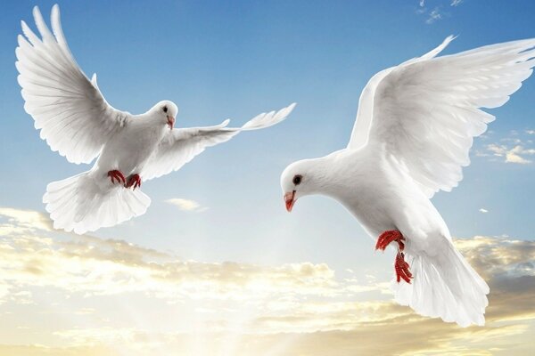 Білі чайки летять на тлі неба