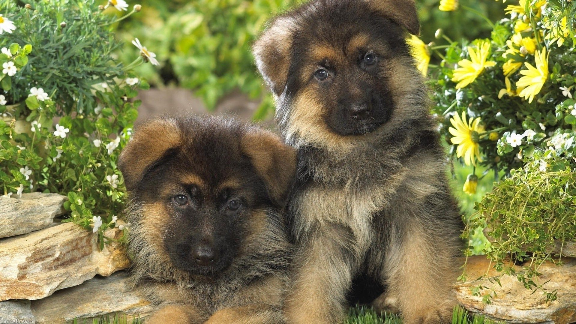 cani cane canino mammifero carino animale animale domestico pelliccia natura erba ritratto cucciolo