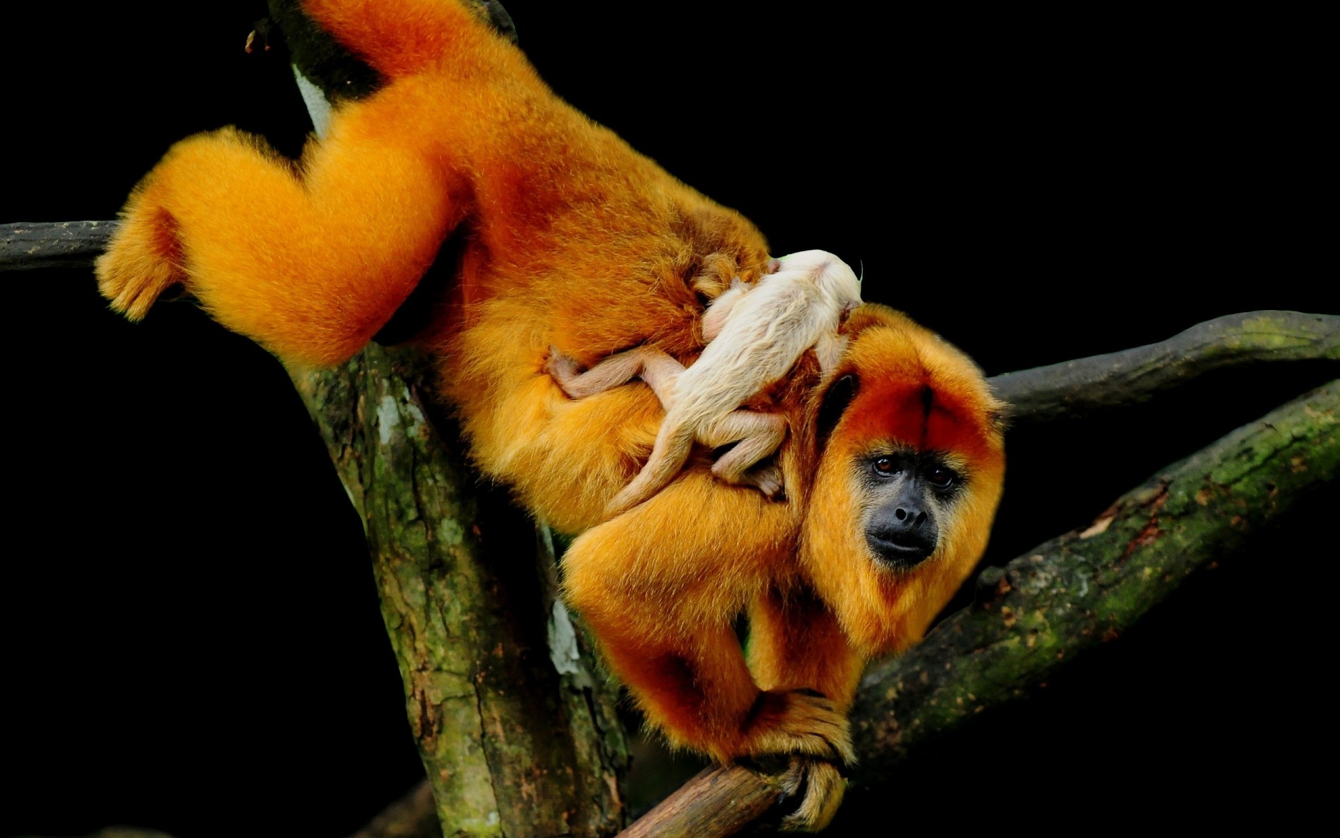 animales vida silvestre naturaleza mamífero solo al aire libre luz del día madera mono bebé