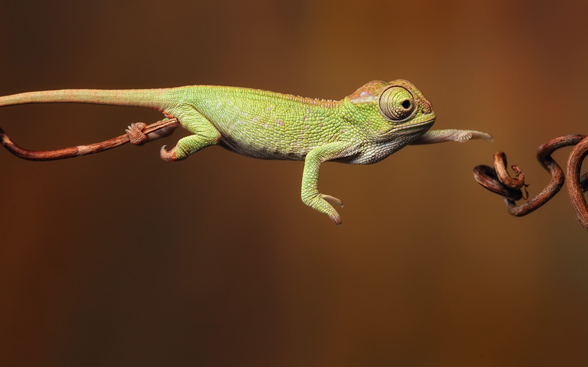 reptiles y ranas gazoo lagarto vida silvestre naturaleza animal retrato dragón vista lateral mascota camaleón gekko solo color árbol zoológico iguana