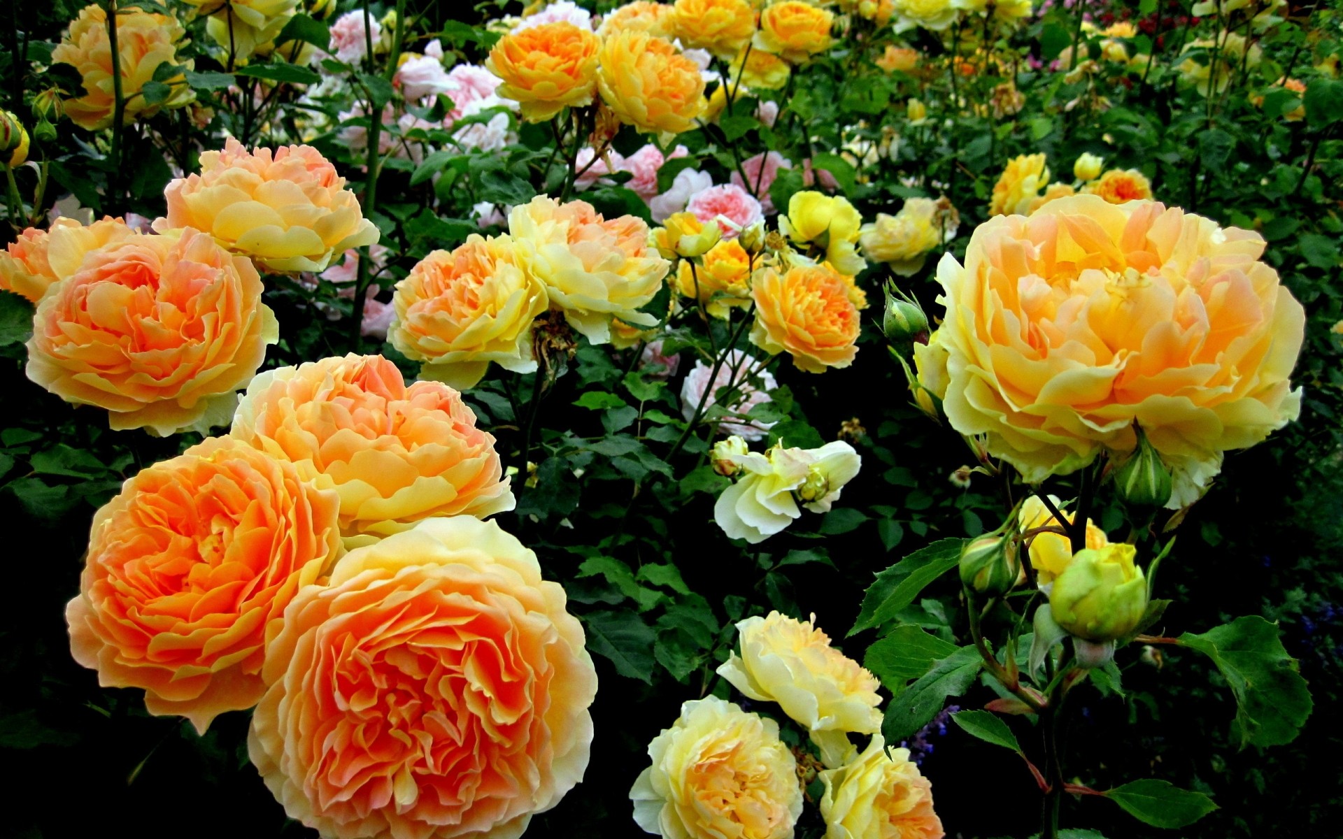 plantes fleur rose pétale floral bouquet nature flore bluming feuille romance jardin amour été couleur mariage romantique fleuriste botanique décoration jaune coloré fond