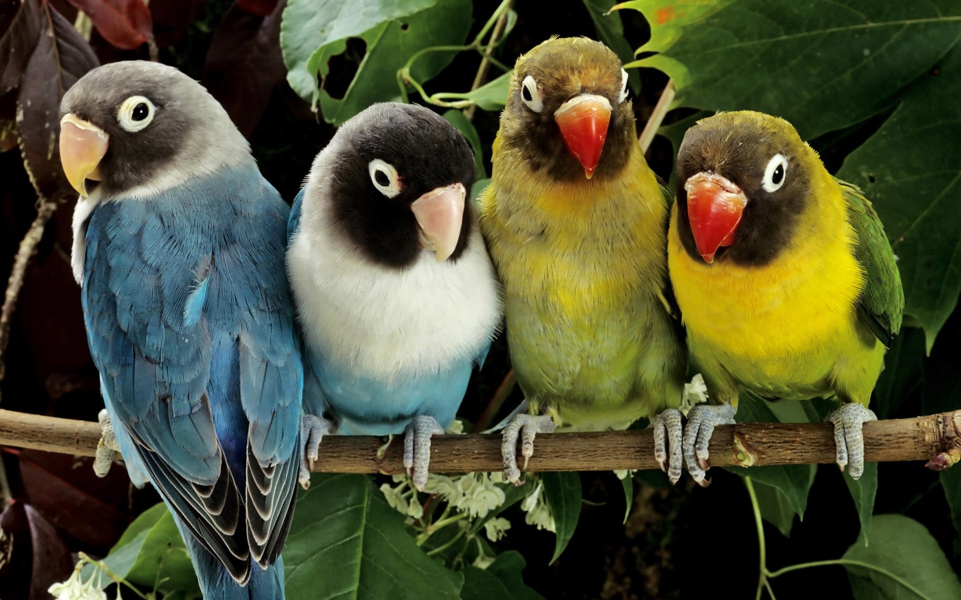 papagei vogel tierwelt tier flugzeug schnabel zoo flügel papagei wild feder tropisch niedlich natur tiere