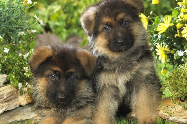 Deux chiots bruns moelleux parmi les fleurs