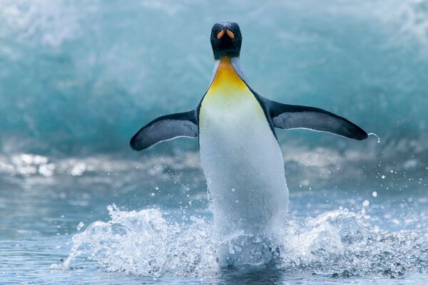 Penguin frolics in the pond