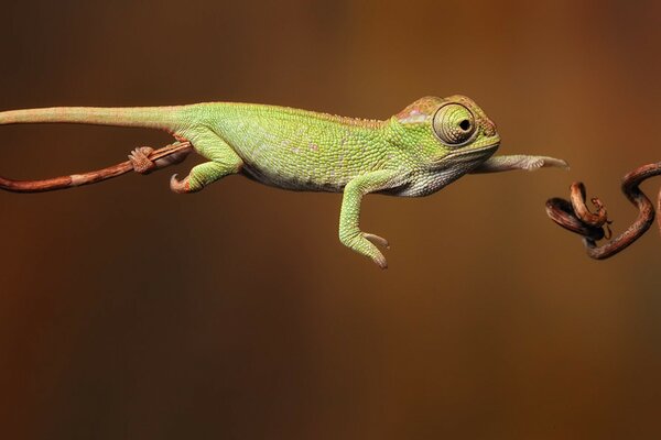 Reptiliensprung auf braunem Hintergrund