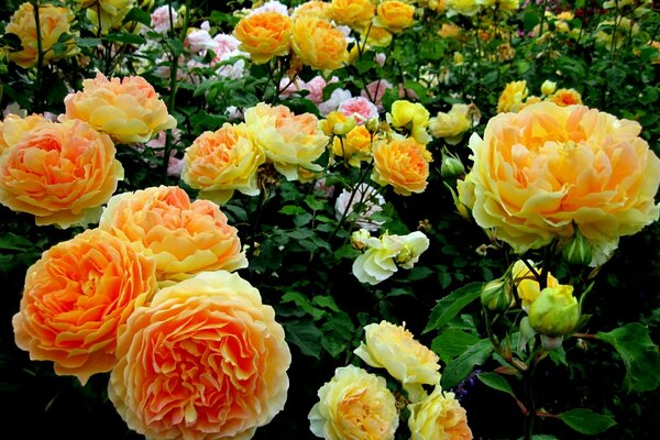 Lindas rosas em nosso jardim