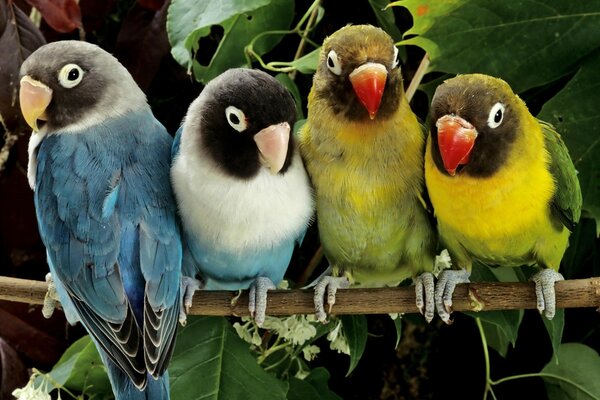 Naturaleza. Loros y avianos