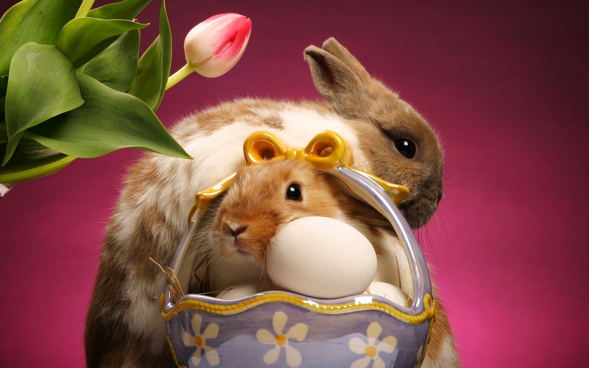 природа животные кролик цветы тюльпаны бесплатно