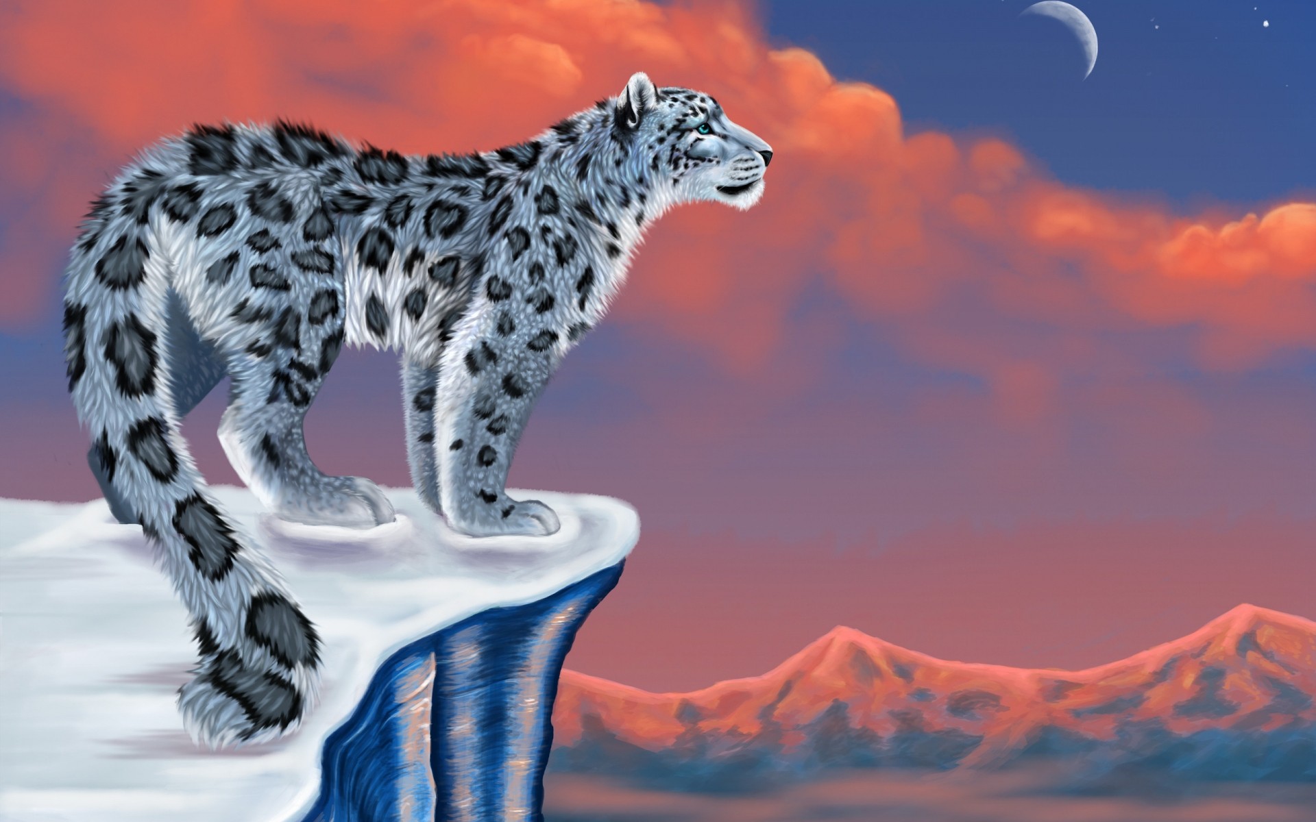 drawings naturaleza mamífero al aire libre nieve cielo leopardo de las nieves leopardo