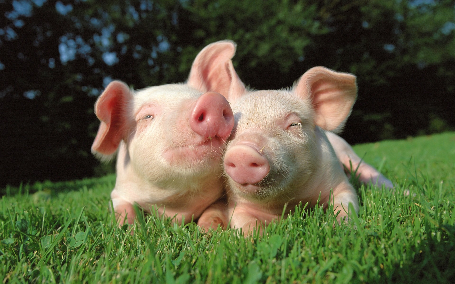 animali erba carino natura giovane bambino piccolo estate all aperto maiali