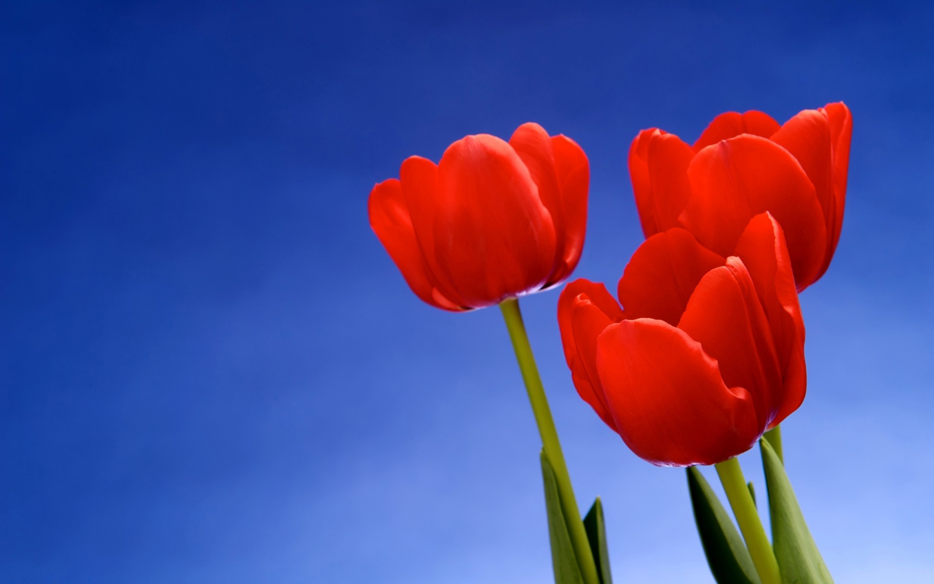 blumen natur hell blume sommer flora wachstum farbe gutes wetter tulpe blatt im freien hintergrund foto