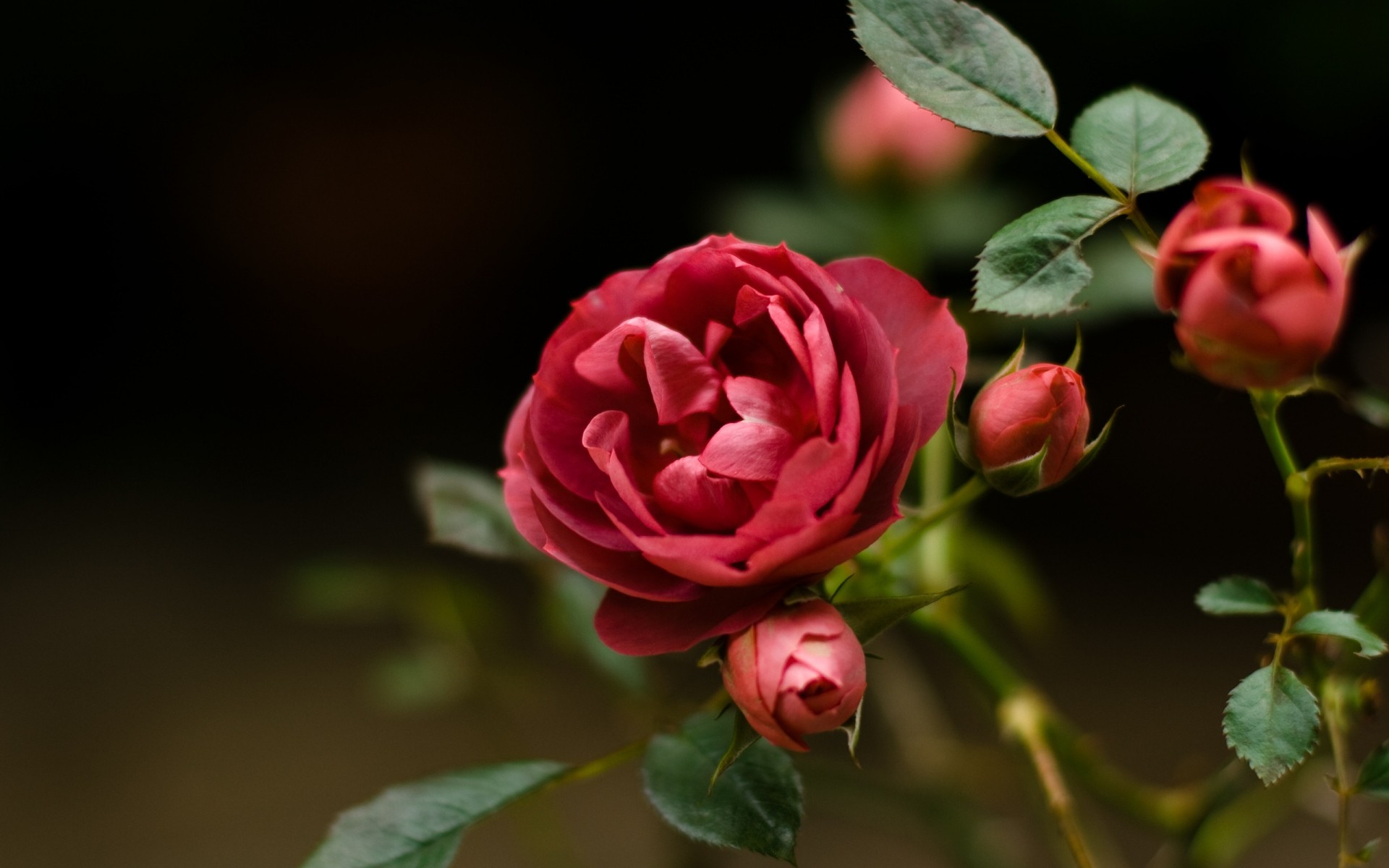 çiçekler gül çiçek doğa yaprak flora aşk romantizm taçyaprağı çiçek düğün bahçe romantik çiçek açan renk güzel hediye yaz dekorasyon narin arka plan bitkiler