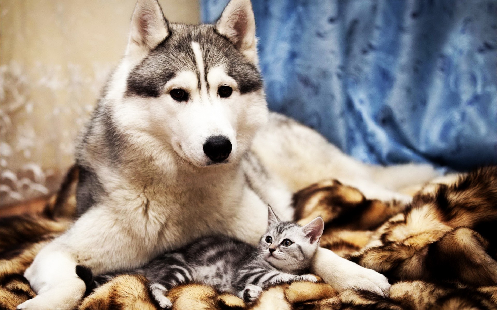 perros animal mamífero mascota lindo retrato perro piel doméstico perro gato joven siberiano ojo viendo adorable animales divertido amor amistad