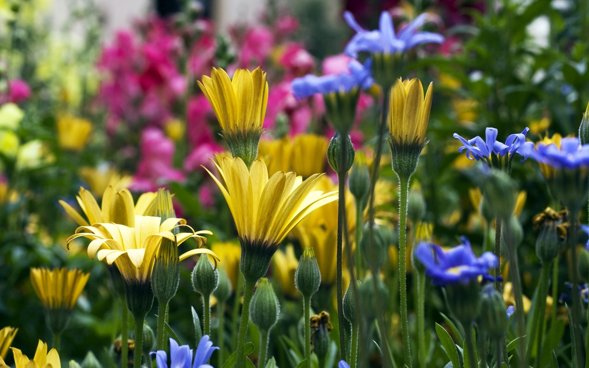 kwiaty kwiat ogród natura lato flora liść bluming pole kwiatowy kolor płatek dobra pogoda trawa wzrost jasne słońce park bukiet sianokosy wiosna