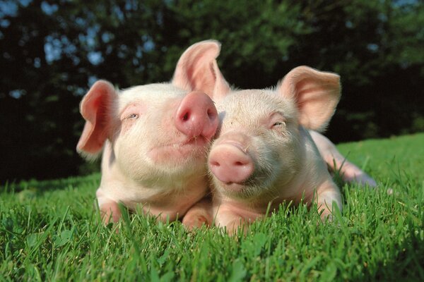 Cochons mignons sur l herbe verte